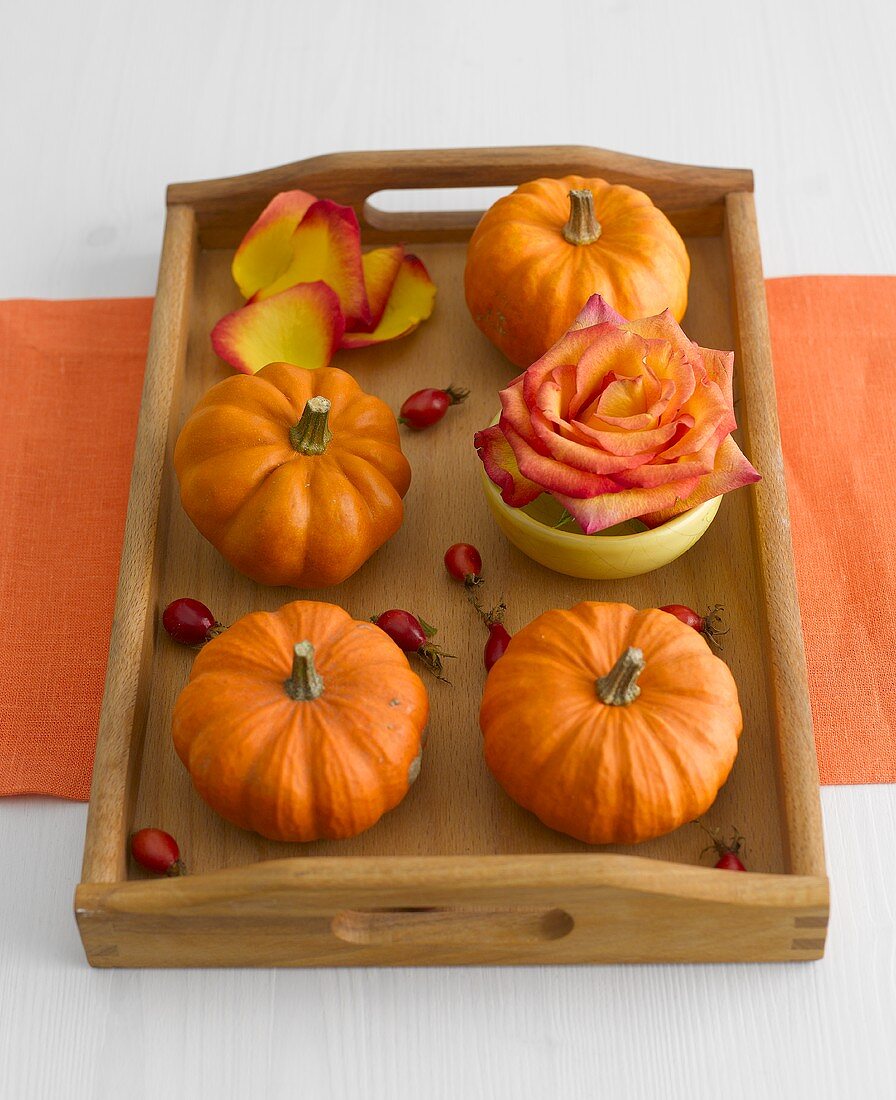 Orangefarbene Zierkürbisse und Rose auf Holztablett