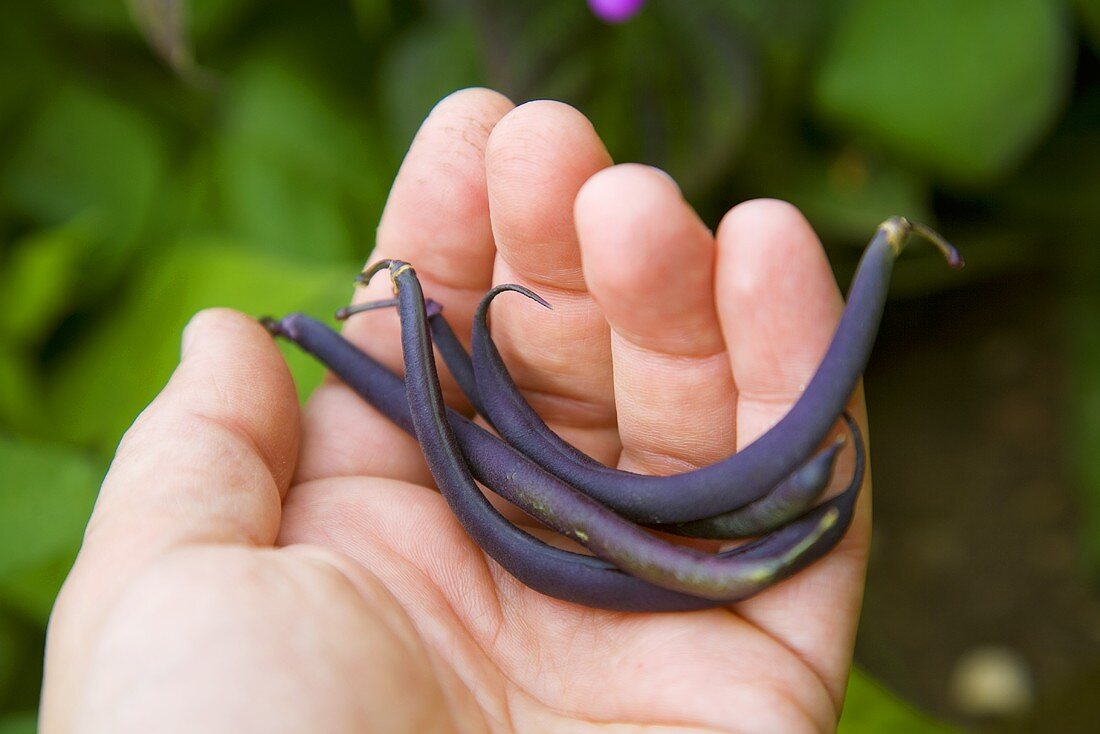 Purple beans on someone's hand