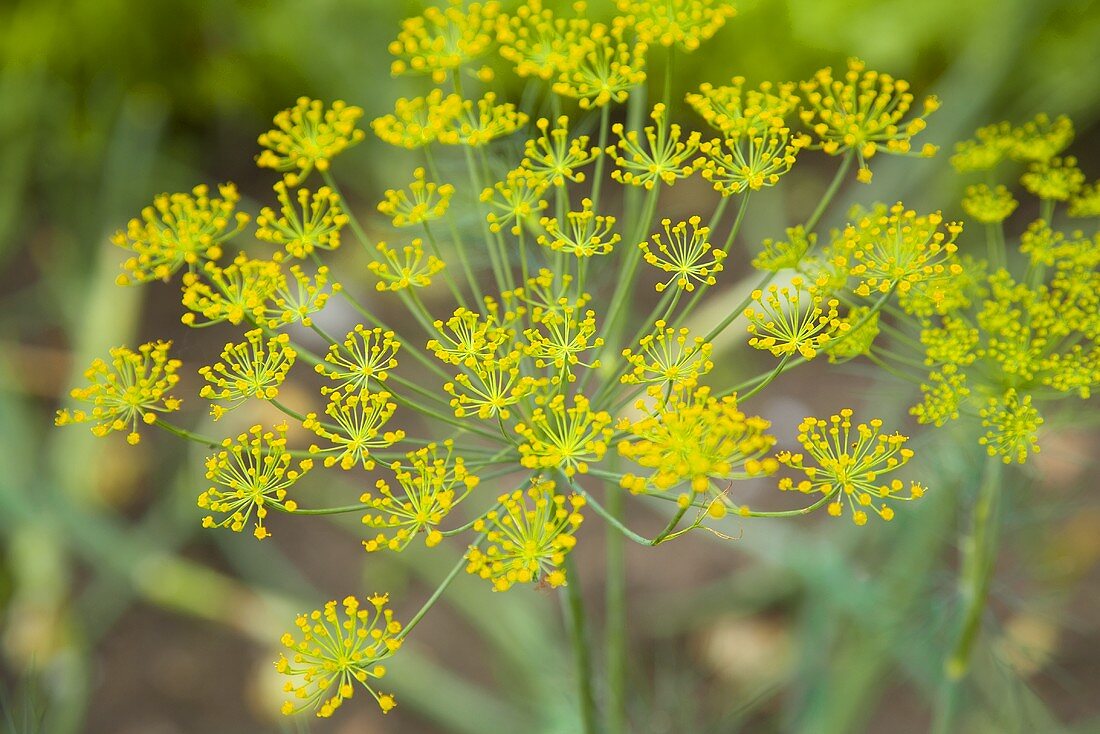 Dill flowers (close-up)