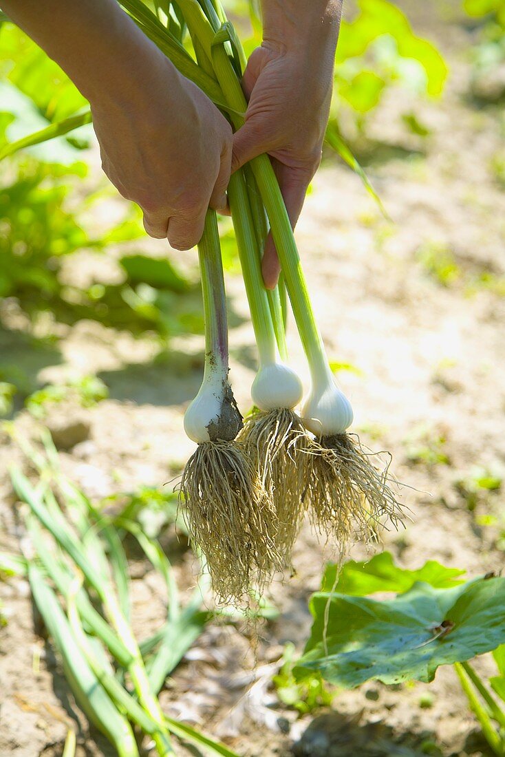 Hands pulling spring onions out of the ground