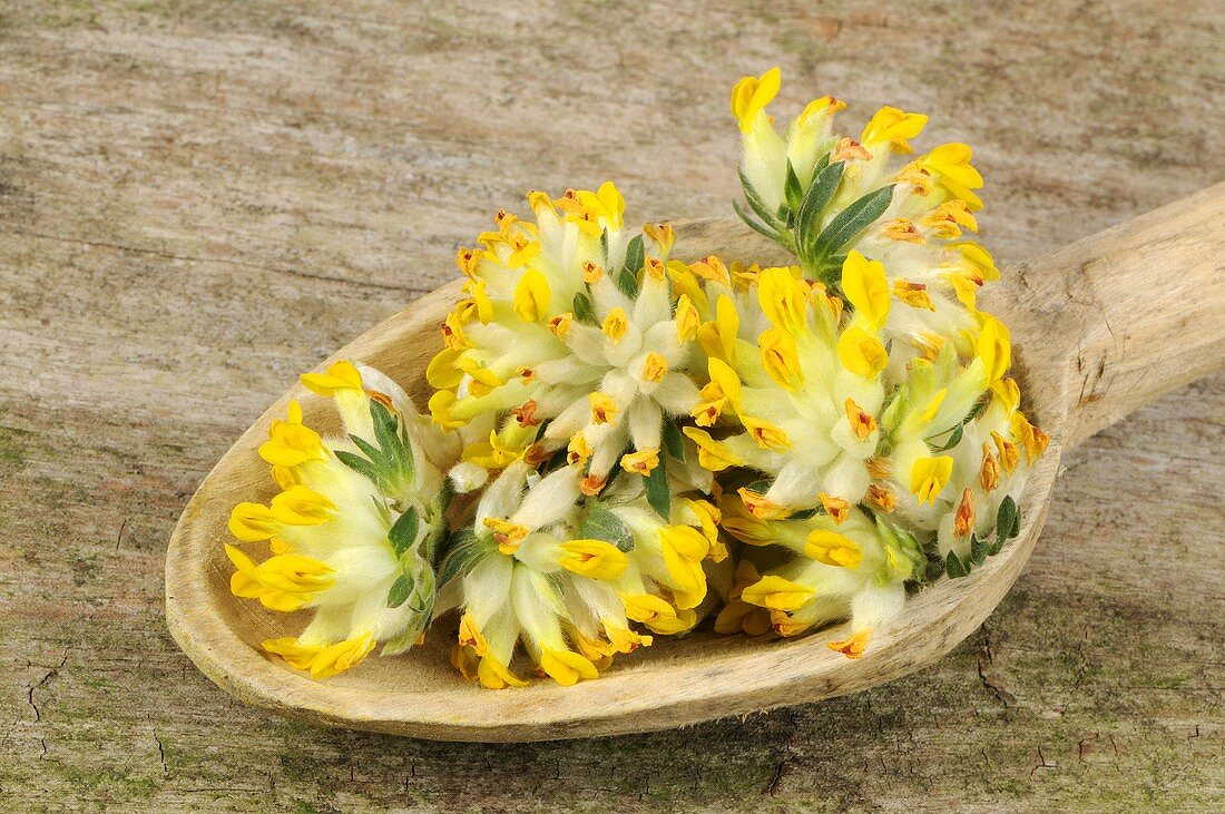 Kidney vetch flowers on wooden spoon (Anthyllis vulneraria)