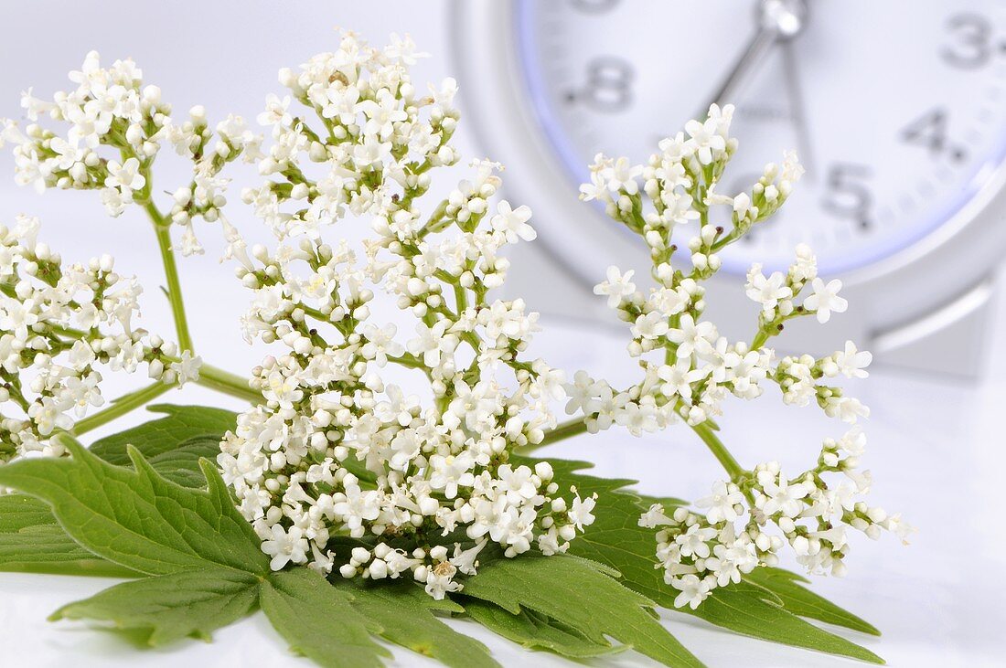 Valerian flowers (Valeriana officinalis)