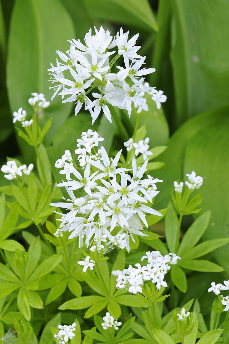 Ramsons (wild garlic) with flowers