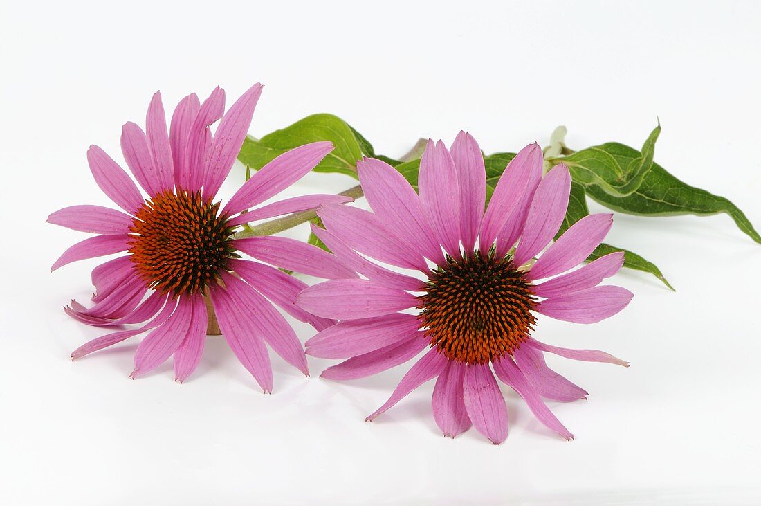 Purpur-Sonnenhut (Echinacea Purpurea)