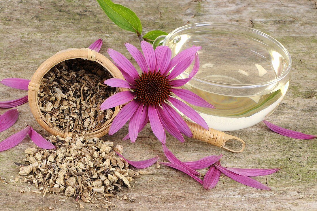 Cup of echinacea tea, dried roots and purple coneflower