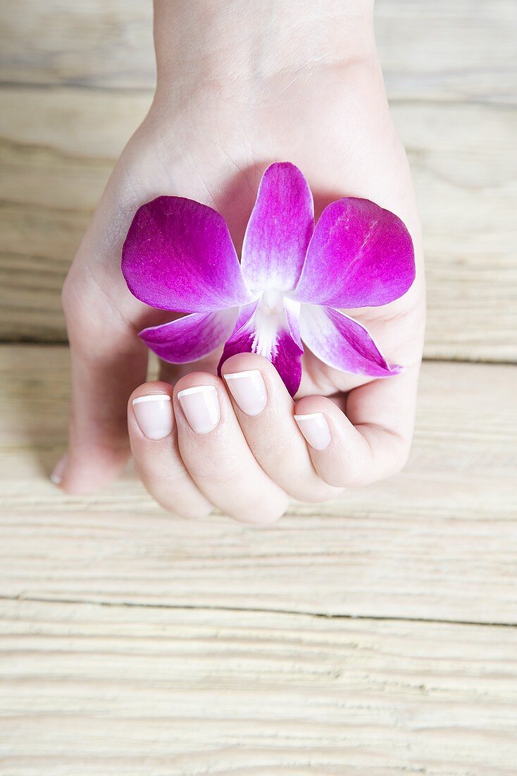 Hand holding an orchid flower