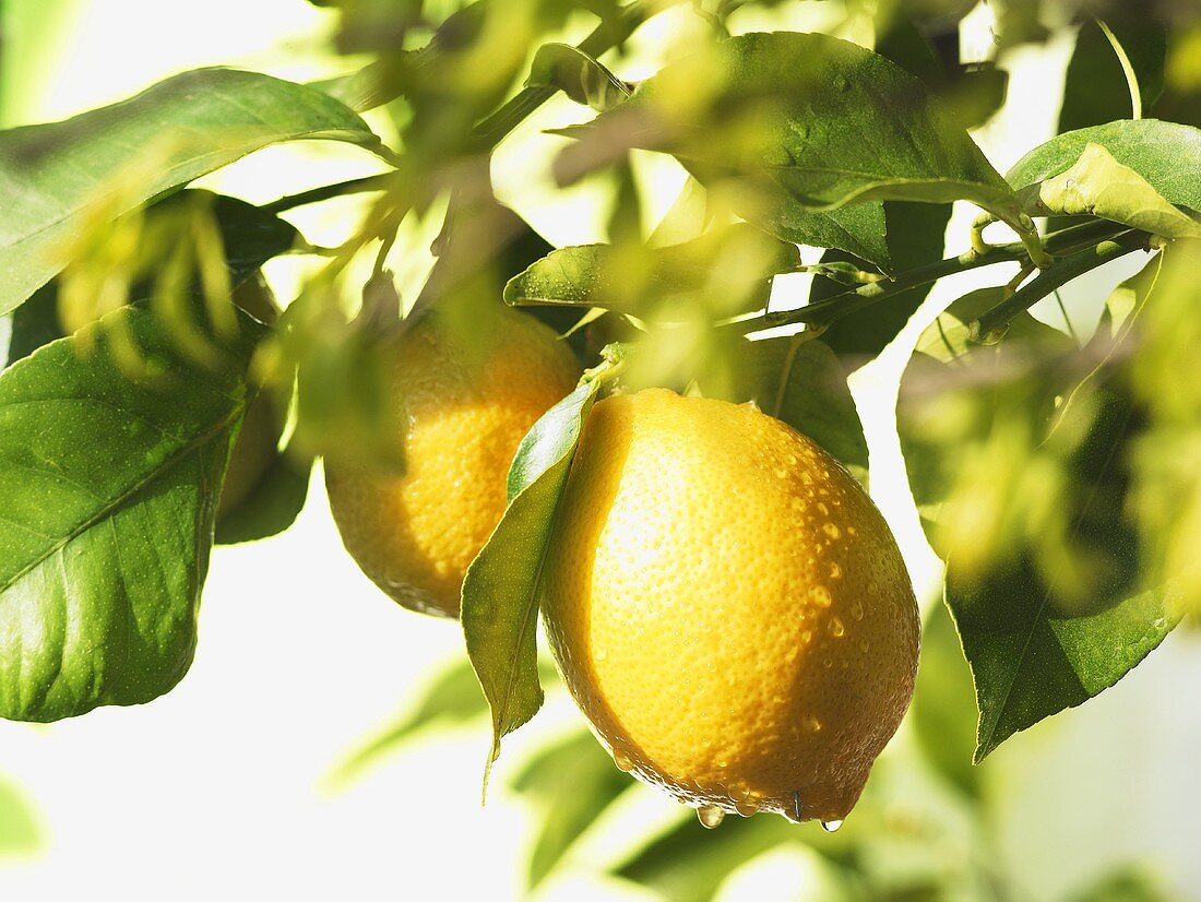 Lemons on the tree