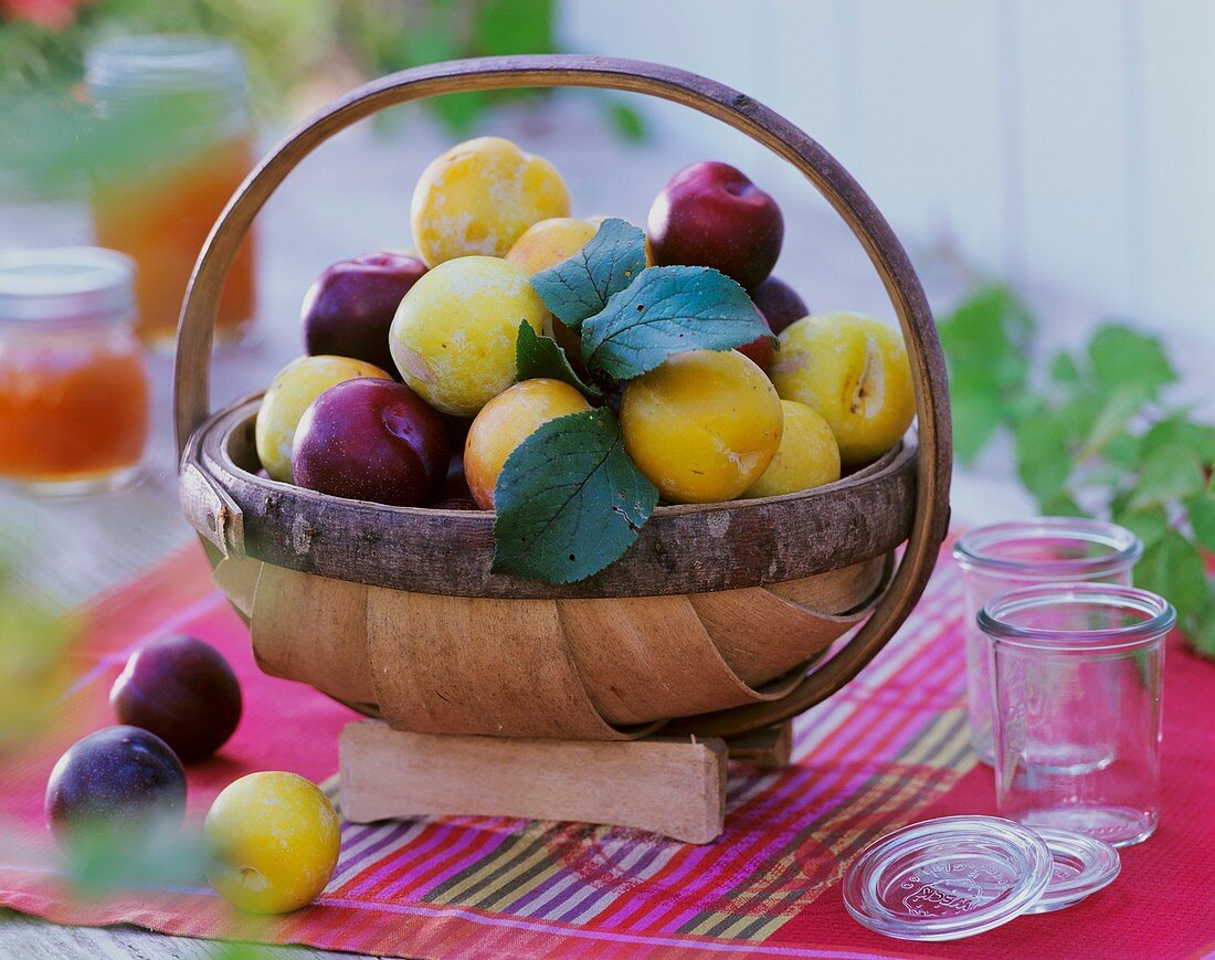 Yellow and red plums in a basket