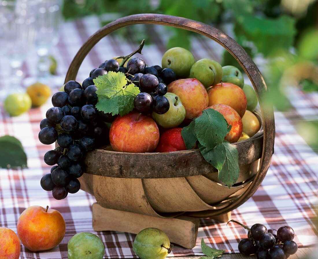 Basket of plums and grapes
