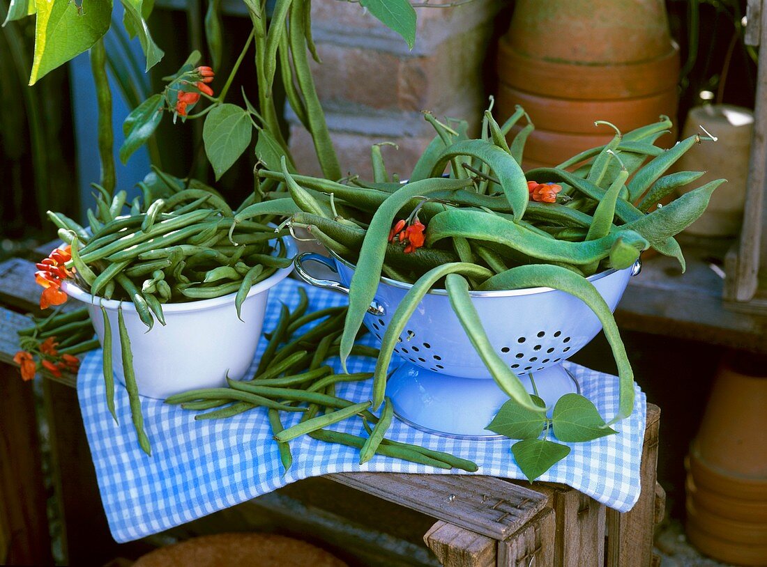French beans in a bowl and runner beans in a colander