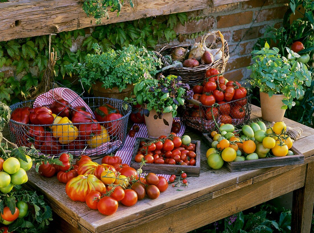 Stillleben mit Tomaten, Paprika, Basilikum und Zwiebeln