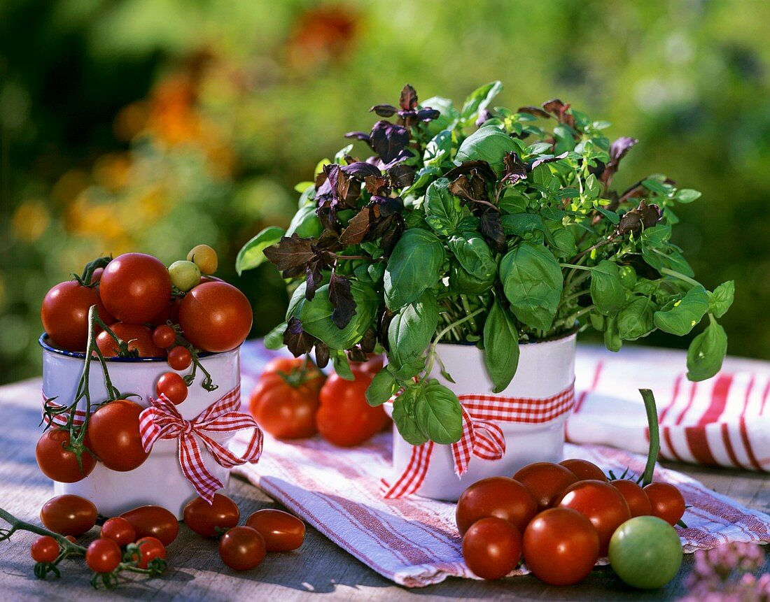 Tomatoes and basil (green Genovese and Baristo rosso)