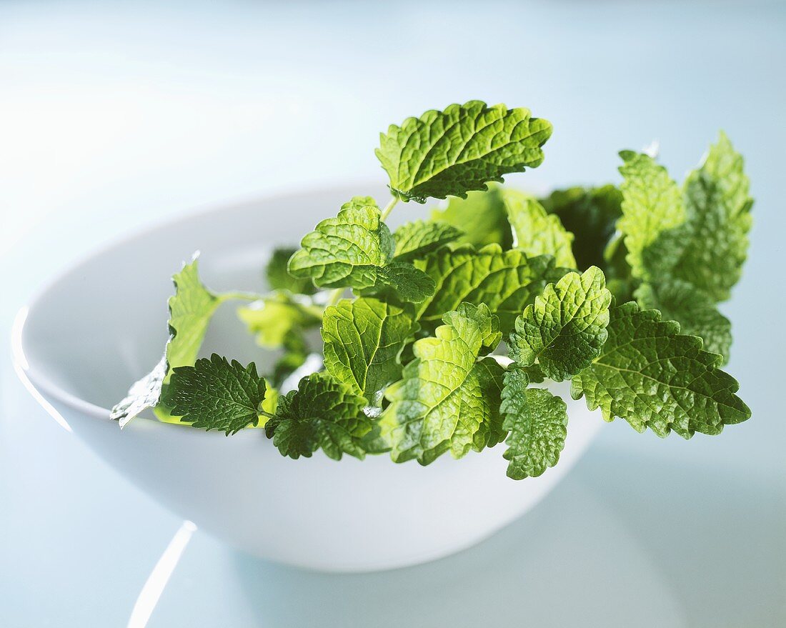 Lemon balm