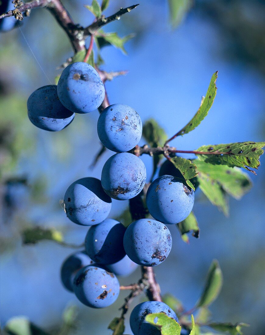 Sloes on the branch