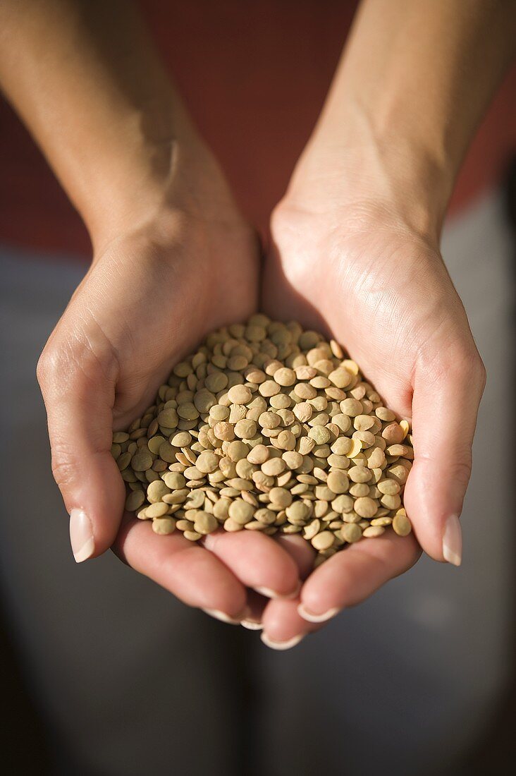 Hands holding lentils