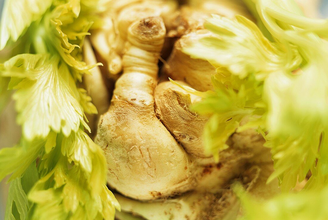 Celeriac (close-up)