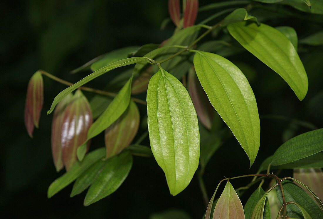 Leaves of the cinnamon tree