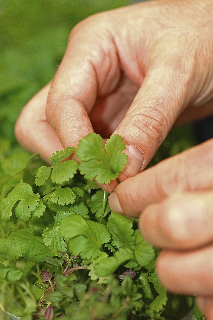 Picking the leaves off coriander