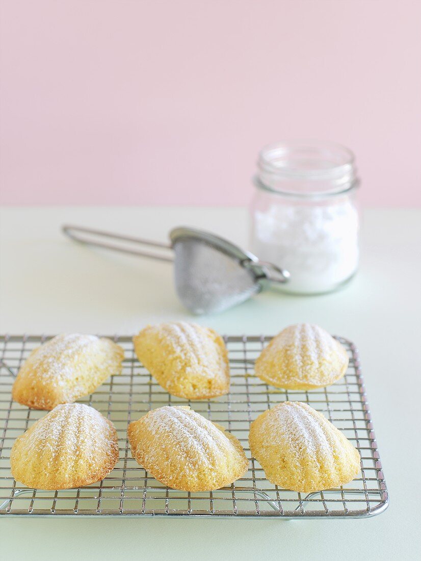 Madeleines sprinkled with icing sugar (small French cakes)