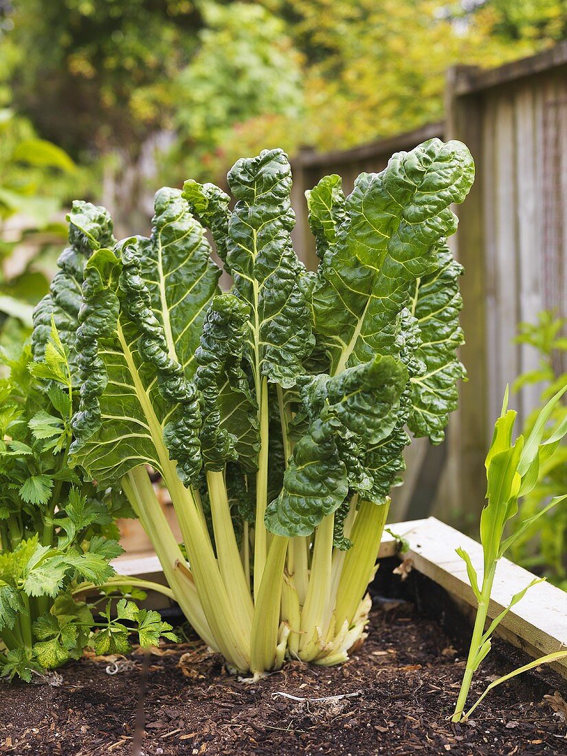 Mangold wächst im Garten