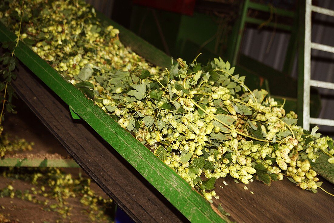Preparing hops for drying