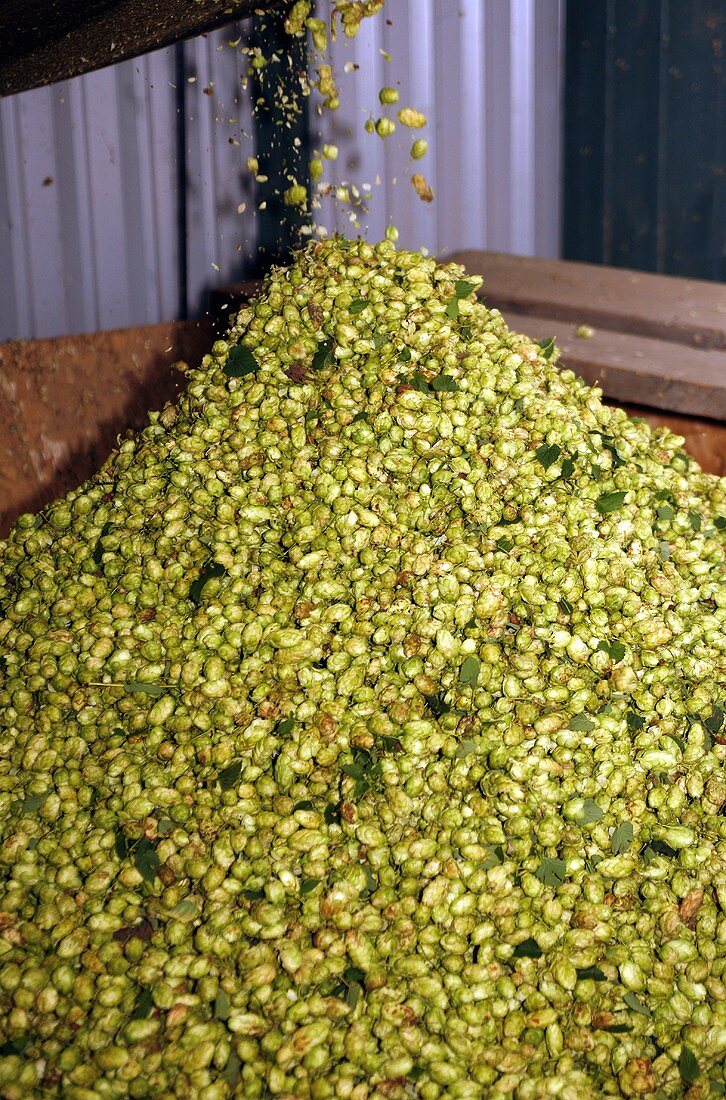 Hops drying in an oast house