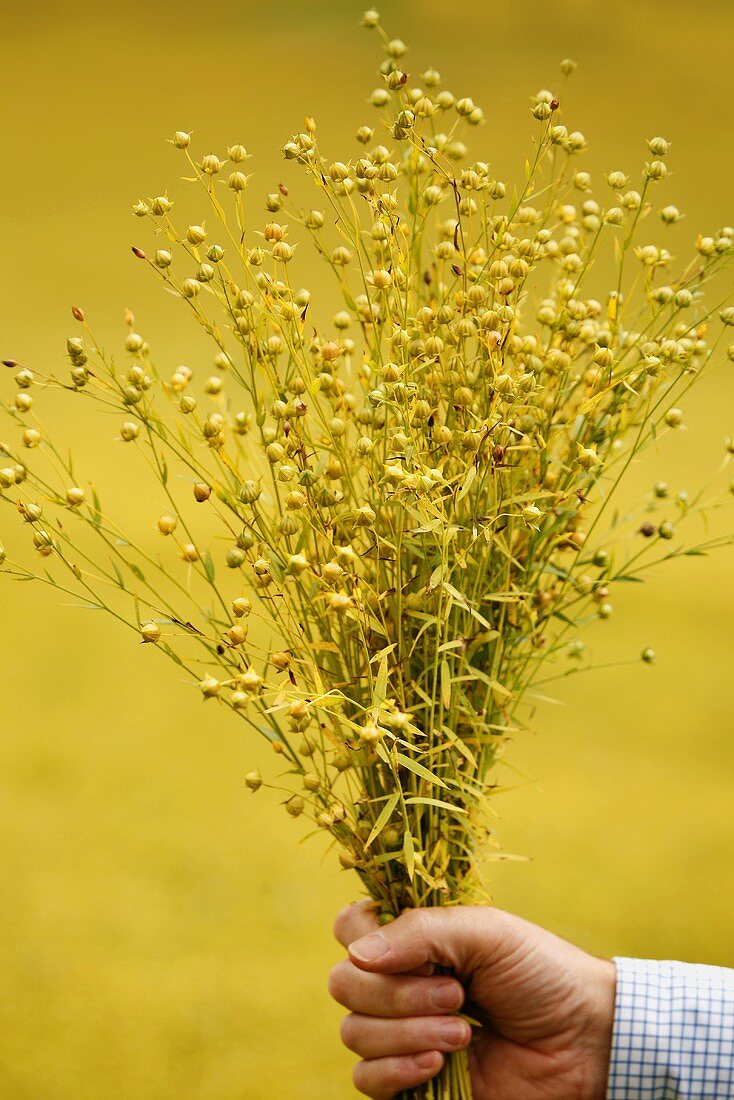 Hand holding a bunch of flax (linseed)