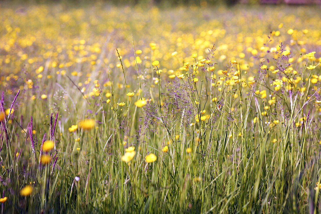 Wiesenblumen