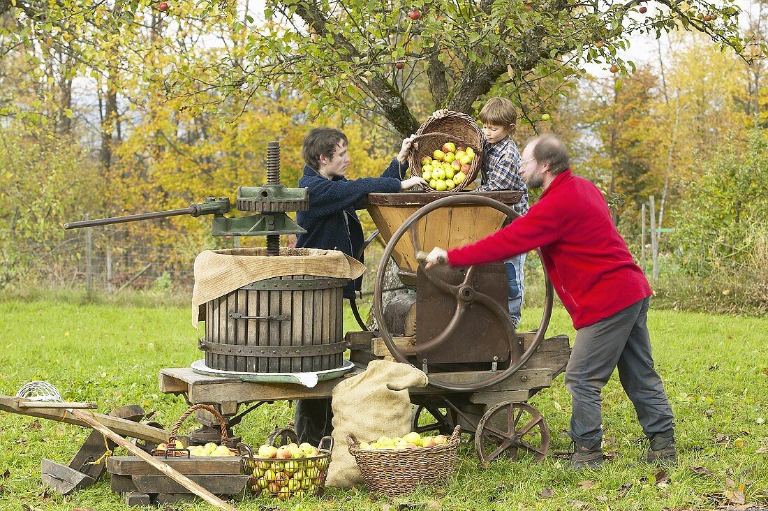 Geerntete Mostäpfel werden in historische Obstpresse gefüllt
