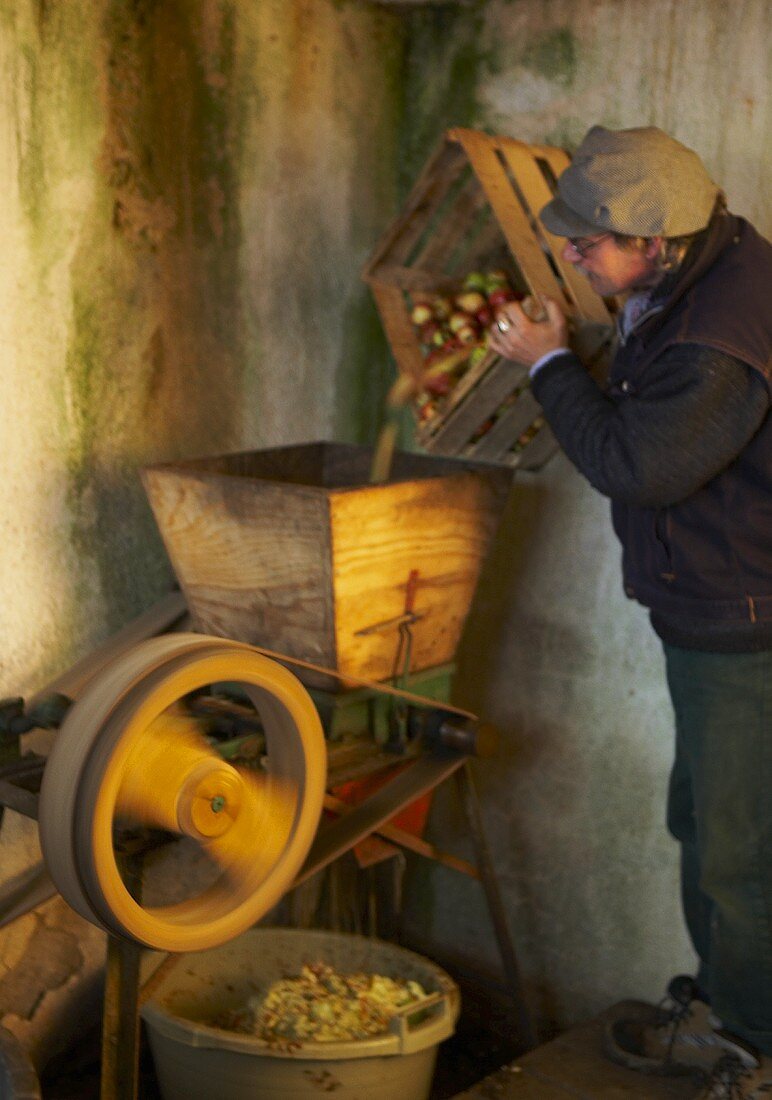 Arbeiter füllt Mostäpfel in Holzpresse