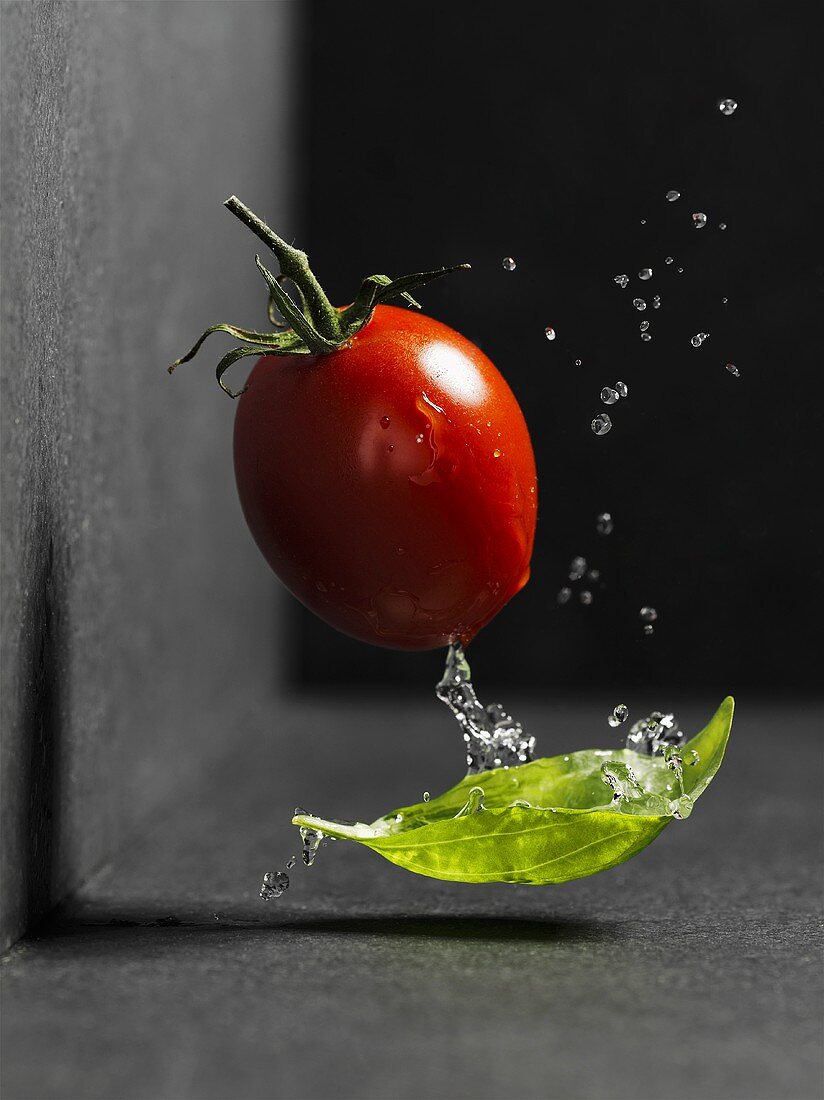 Plum tomato with basil and drops of water