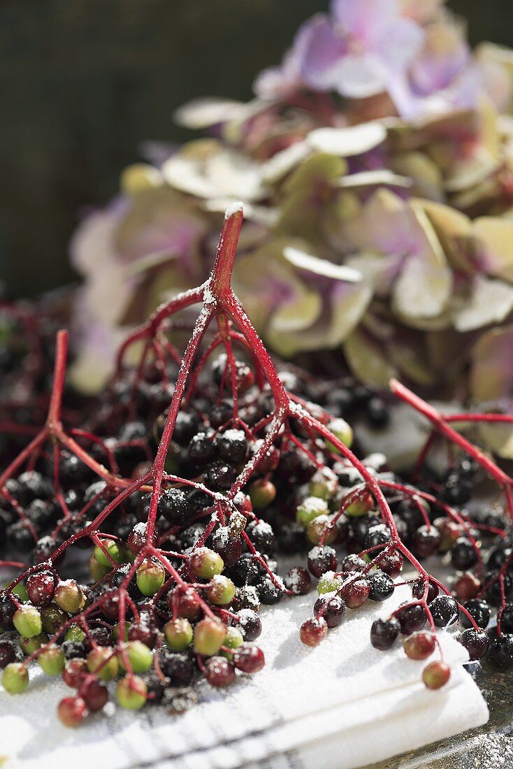 Gezuckerte Holunderbeeren und Hortensien