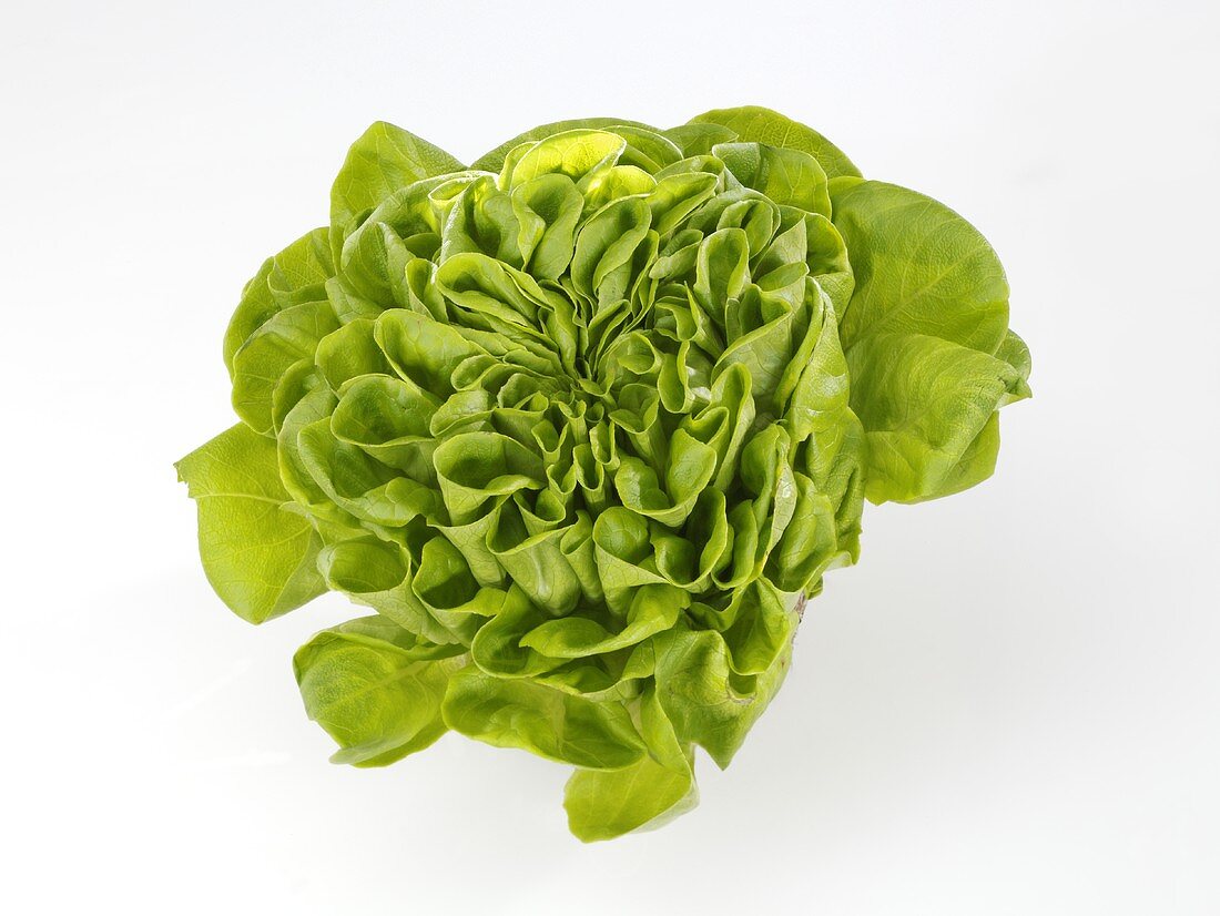 A lettuce (variety: Novita)