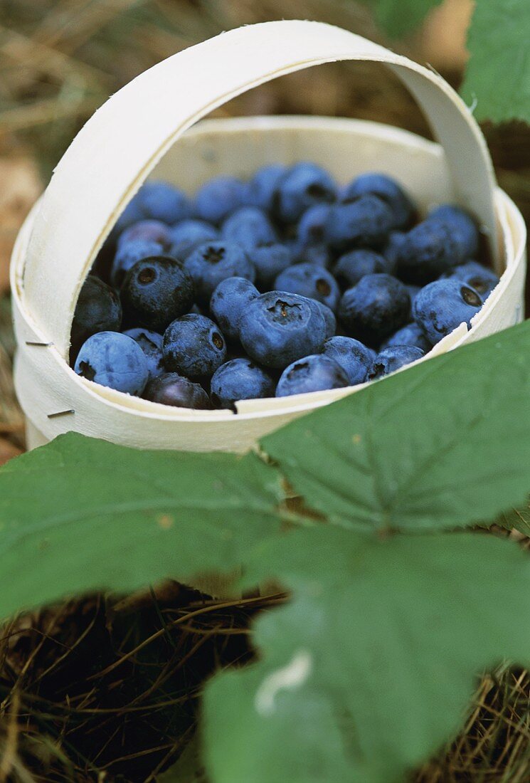 Fresh blueberries in woodchip basket