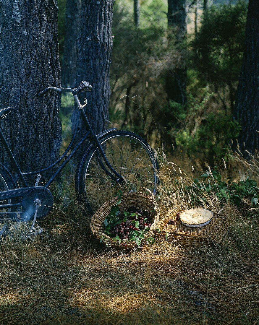 Basket of fresh blackberries, blackberry pie & bicycle by tree