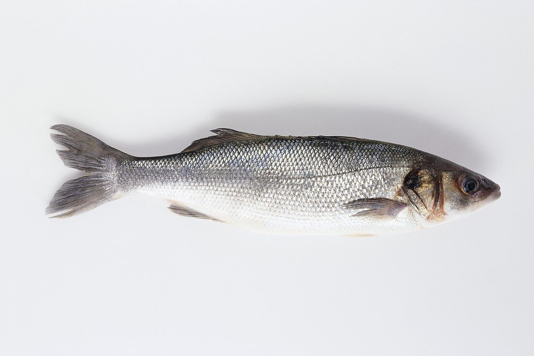 A sea bass