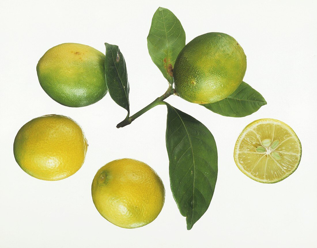 Limequats mit Blättern