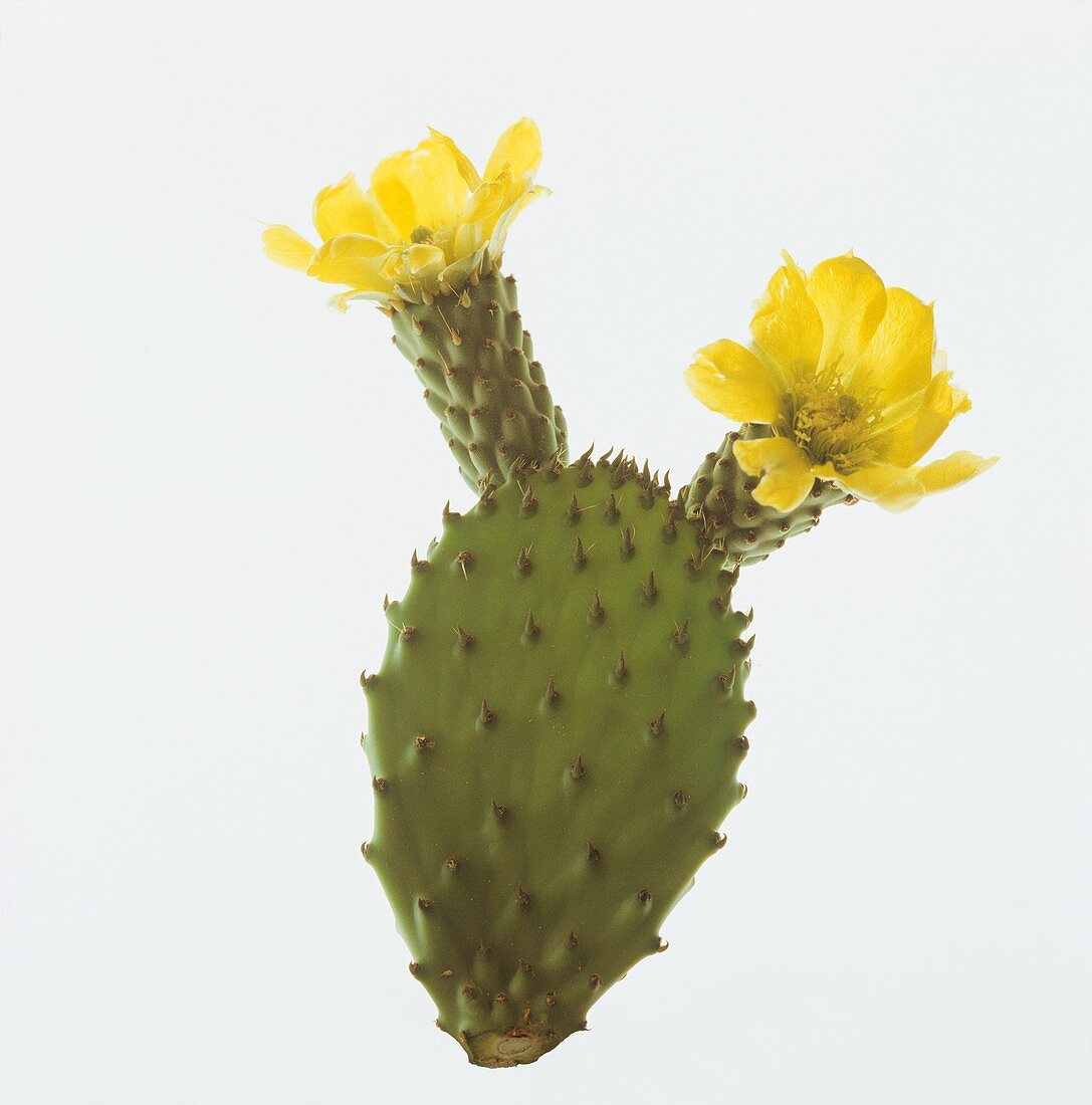 Blühender Feigenkaktus (Opuntia vulgaris)