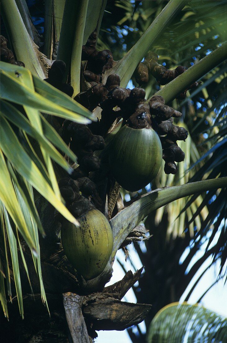 Coco de Mer (auch: Seychellennuss, Meereskokosnuss, Lodoicea maldivica)