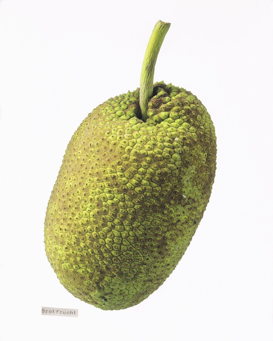 A breadfruit
