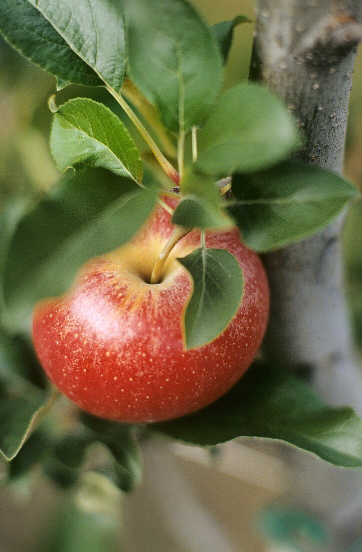 An apple on the tree