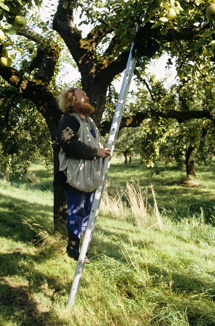 Man climbing a ladder to pick apples