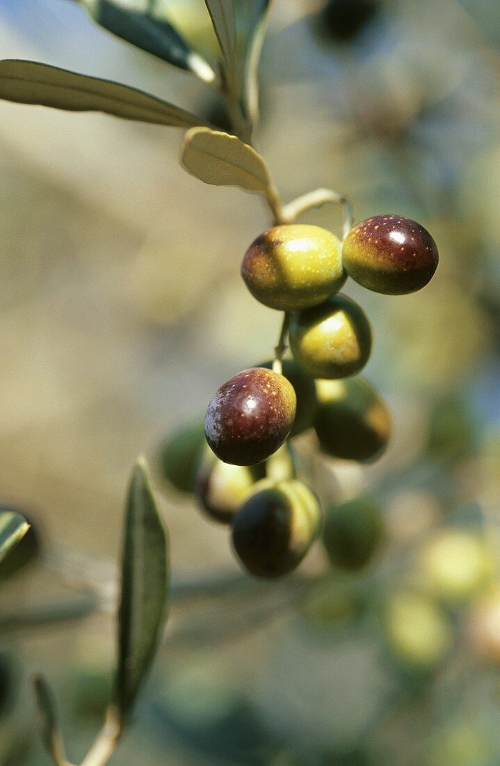 Olives on branch