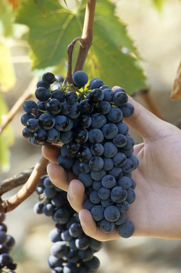 Red Sangiovese grapes (Felsina, Tuscany, Italy)
