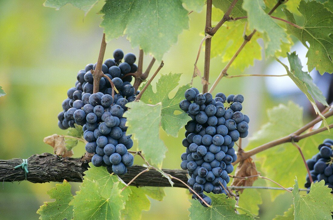 Red Sangiovese grapes (Tuscany, Italy)