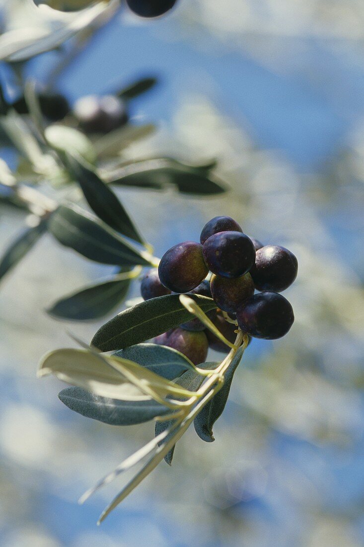 Schwarze Oliven am Zweig