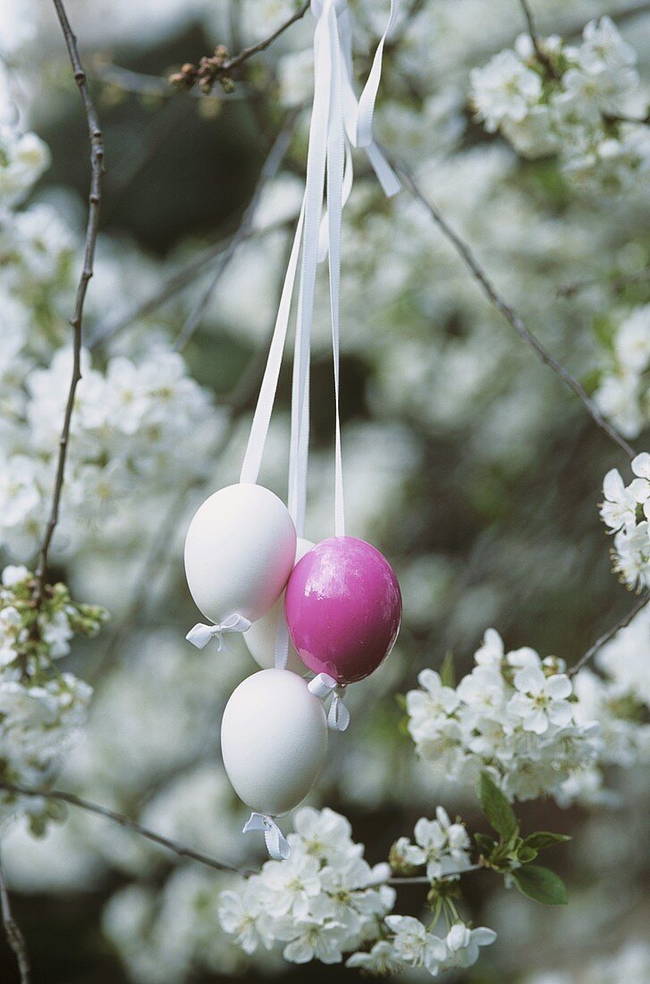 Easter eggs hanging in a flowering fruit tree