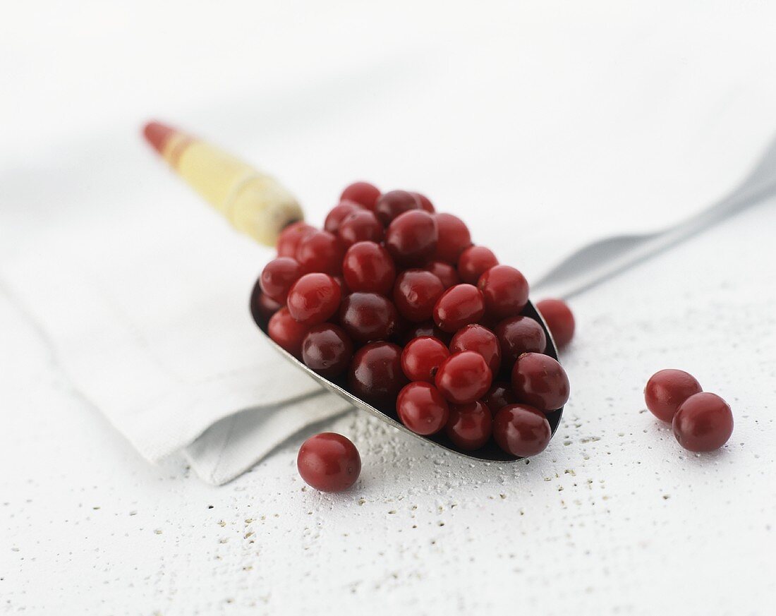 Frische Cranberries auf einer kleinen Schaufel