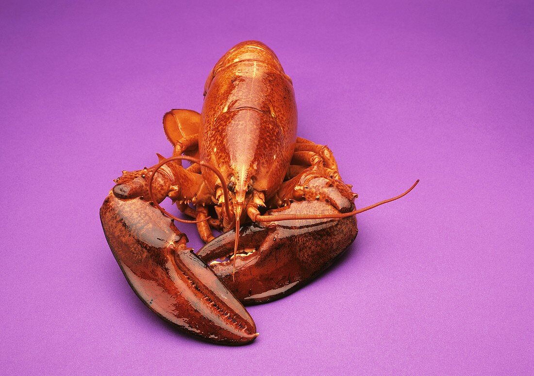 Cooked lobster on purple background