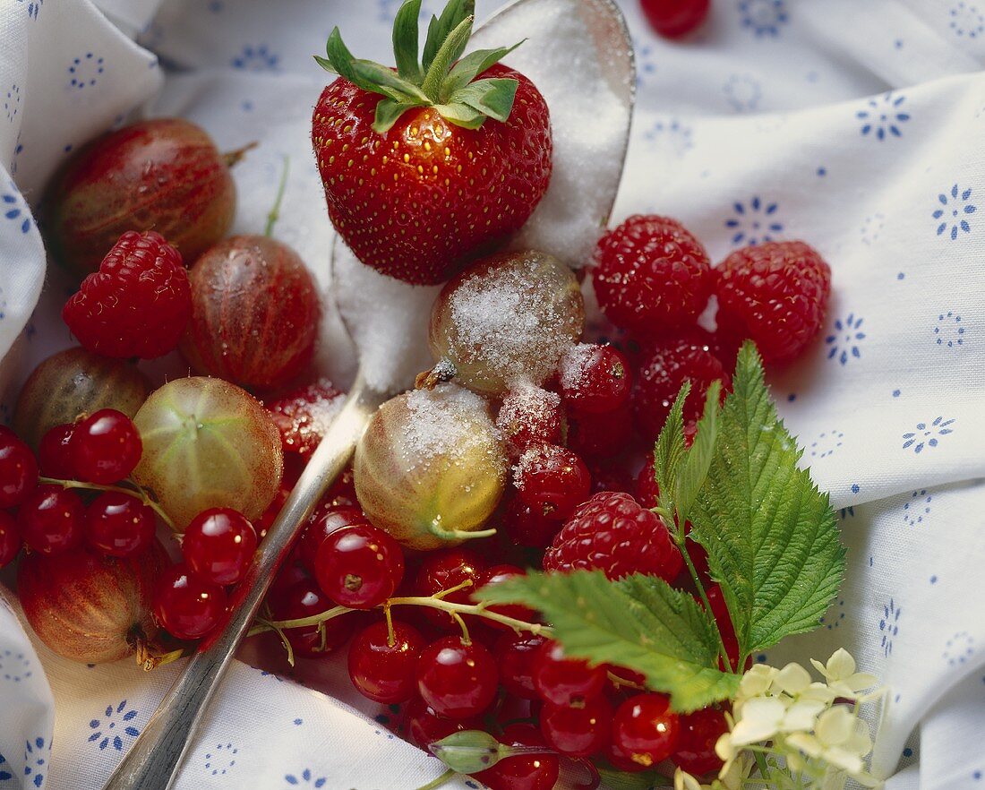 Frische Beeren mit Zucker